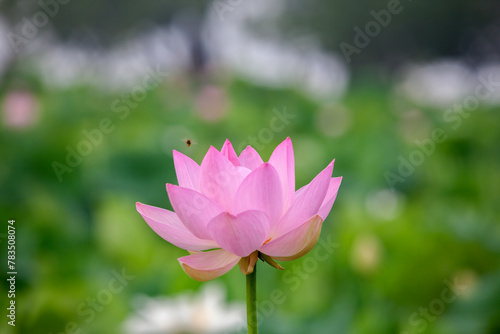 View of the lotus flower in the morning