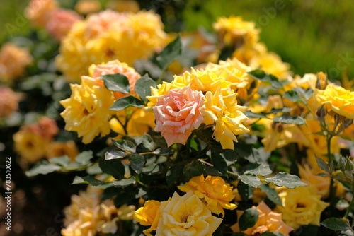 Quadro su tela sweet Diana rose in full blooming
