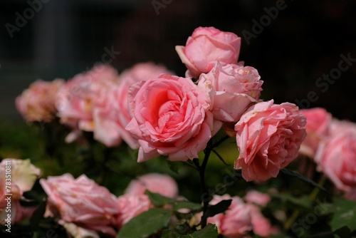 Hamamirai rose in full blooming 