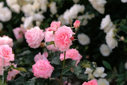 Bridal Pink in full blooming