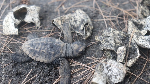 Some sea turtle species, such as the Kemp's ridley, exhibit unique nesting behavior known as arribadas, where thousands of turtles nest simultaneously. 