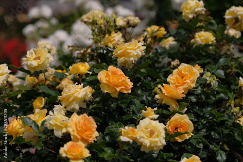 Eureka rose in full blooming © 百合 須藤