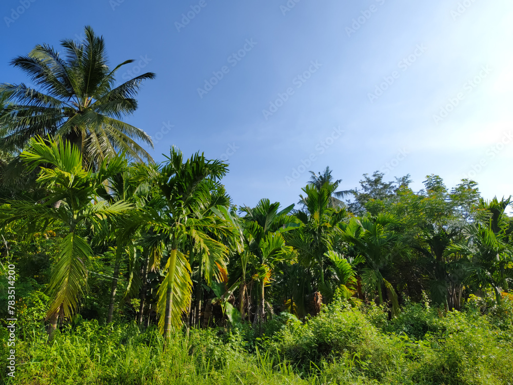 Fototapeta premium a group of areca palm trees against a blue sky background