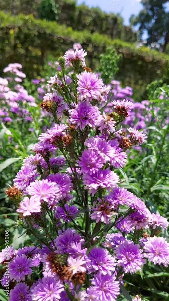 michaelmas Daisy flower in wind garden , blur background bright hd video ,purple Aster amellus, garden of flower aster peacock, malang,rose 4k close up video nature michaelmas Daisy flower in wind garden , blur background bright hd video ,purple Aster amellus, garden of flower aster peacock, malang,rose 4k close up video nature