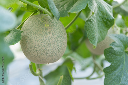 Closeup to Fresh green melon in greenhouse