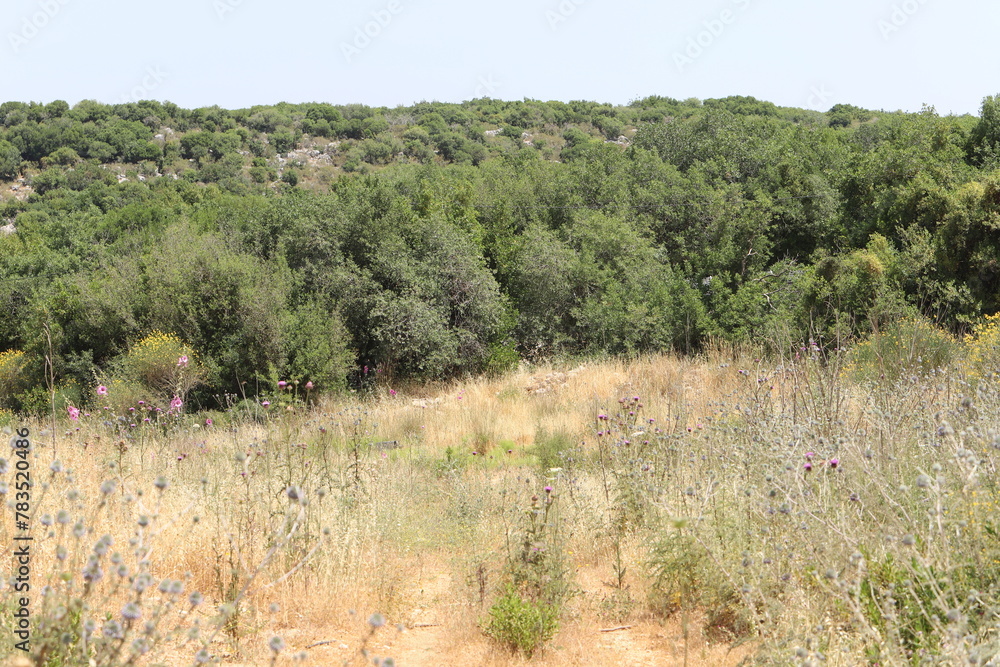 Landscape in the mountains in northern Israel.