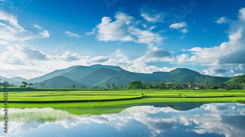 A panoramic view of a lush rice paddy field reflecting the morning sunlight  copy space  photo shot