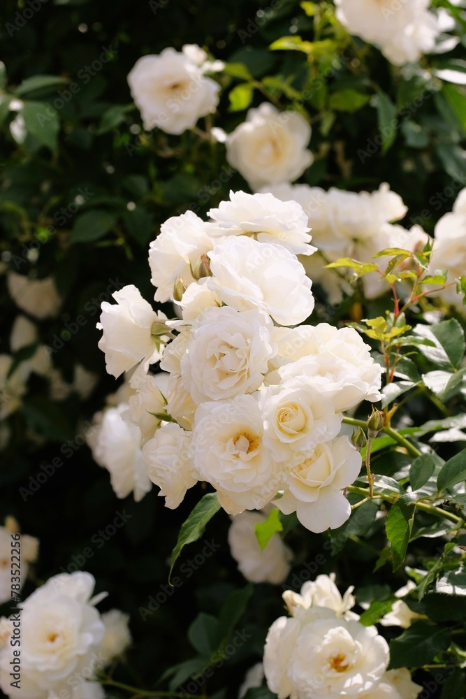 white rose in full blooming white rose in full blooming