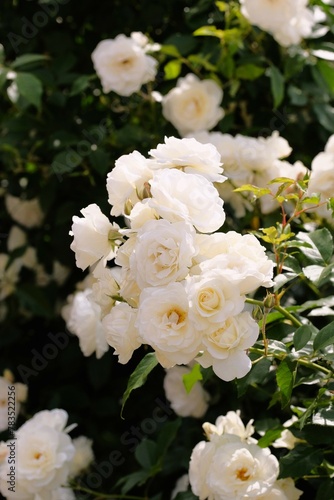 white rose in full blooming
