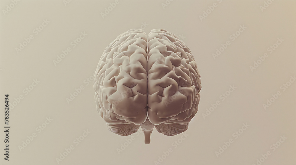 Human Brain on Neutral Background Human Brain on Neutral Background