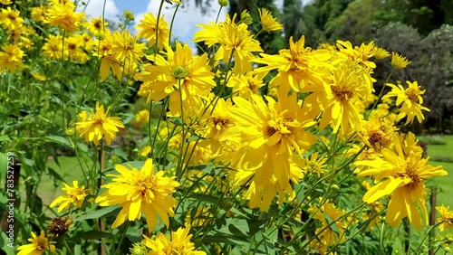 Rudbeckia Laciniata, cutleaf coneflower . Robust herbaceous perennial , plant.Bouquet of yellow Rudbeckia laciniata flowers , cutleaf, cutleaf coneflower, goldenglow, (Goldquelle).4k nature clos up photo