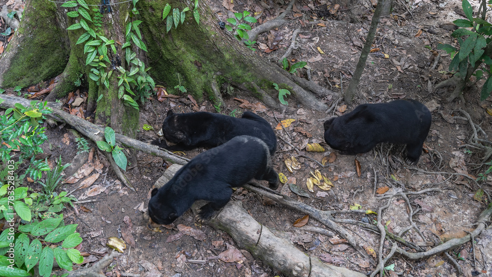 The sun bears helarctos malayanus are feeding. Black animals endemic to Borneo eat fruits laid out on the ground. Green leaves, tree roots all around. Malaysia. Borneo. Sandakan. The sun bears helarctos malayanus are feeding. Black animals endemic to Borneo eat fruits laid out on the ground. Green leaves, tree roots all around. Malaysia. Borneo. Sandakan.