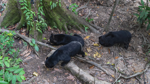 The sun bears helarctos malayanus are feeding. Black animals endemic to Borneo eat fruits laid out on the ground. Green leaves, tree roots all around. Malaysia. Borneo. Sandakan. photo