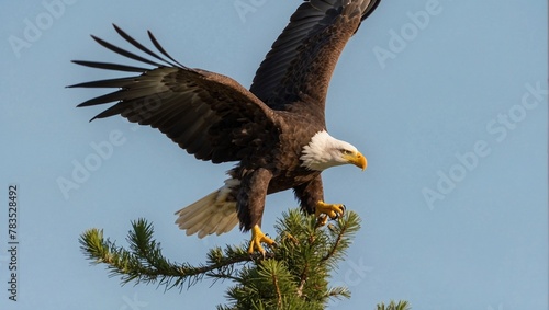 american bald eagle,bald eagle,4th july, independent day,