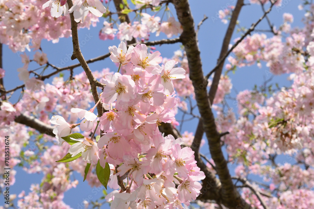 思川の桜 思川の桜