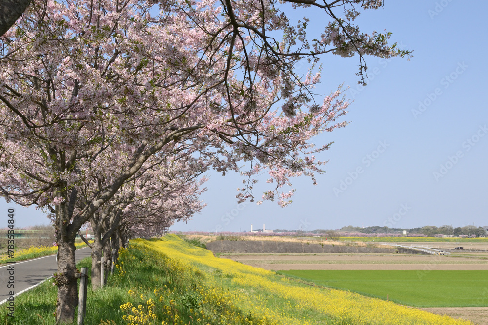 思川の桜