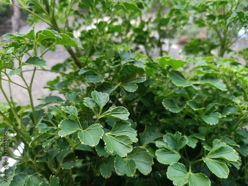 Wallpaper Mural Polyscias Guilfoylei (Geranium Aralia Plants) green and white stripe leaves in the morning. Torontodigital.ca