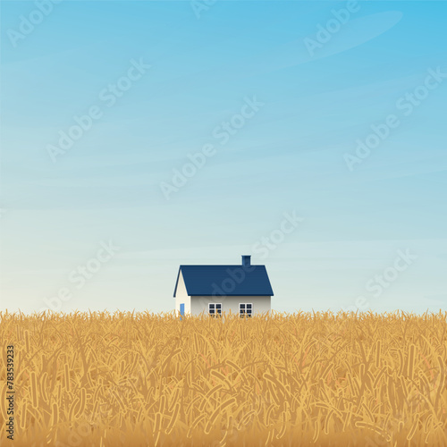 Wheat field with country house and blue sky square background vector illustration have blank space. Countryside background with gold colors barley field.