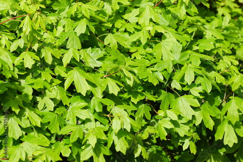 Closeup young green leaves of a hedge of field maple (Acer campestre) in spring. Dutch garden. April, Netherlands