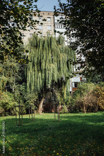 Willow tree on background of a Soviet building (ID: 783542013)