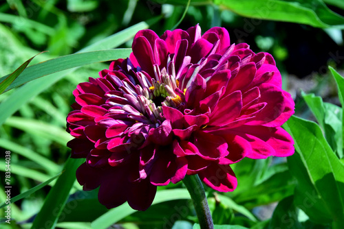 Eine rote Zinnienblüte in Makroaufnahme