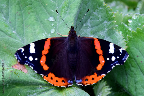 Ein Admiral (Schmetterling) hat auf einem nassen grünen Blatt Platz genommen -Großaufnahme- photo