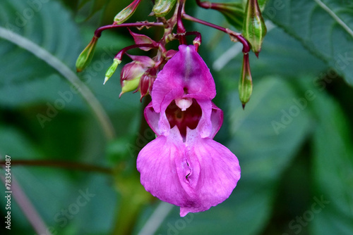 Rosa drüsiges Springkraut (Nahaufnahme)