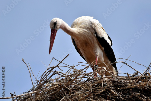 Ein Weißstorch hoch oben im Nest (Großaufnahme)