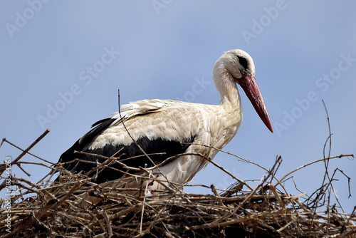 Weißstorch im Storchennest (Großaufnahme)