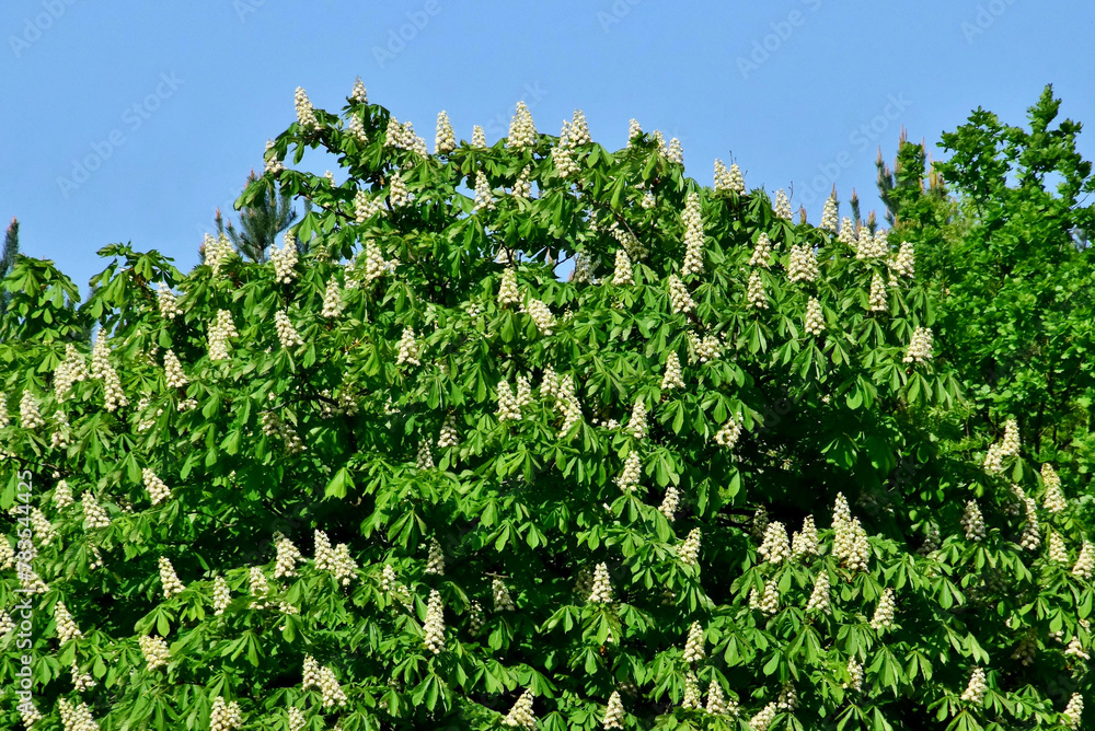 Blühender grüner Kastanienbaum im Frühling