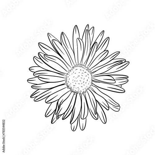 Botanical illustration of aster flower. Hand drawn flower illustration on isolated background. Black and white flower outline for coloring page  invitation design and tattoo.