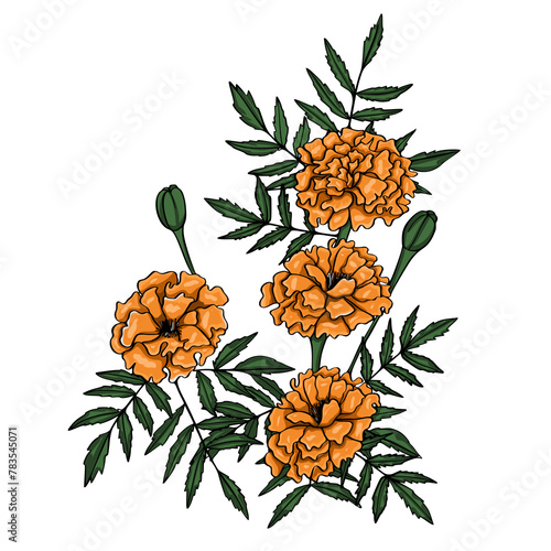 Marigold flower illustration on isolated background.