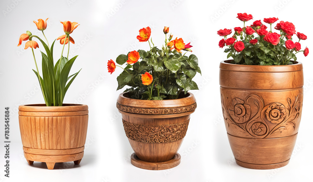 tulips in pot tulips in pot