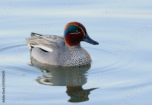 Common teal photo