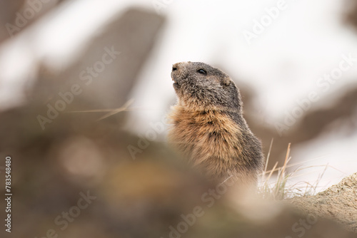 Obraz na płótnie Alpine marmot (or groundhog - Marmota marmota) emerging from its den after wintertime, nice wildlife scene on snowy slopes background. Alps - Italy. April. w salonie
