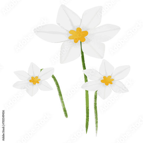 Narcissus flowers isolated on white background. Vector illustration.