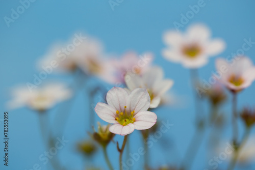 Closeup of flowers of Saxifraga × arendsii 'Lofty White' against a sky blue background photo
