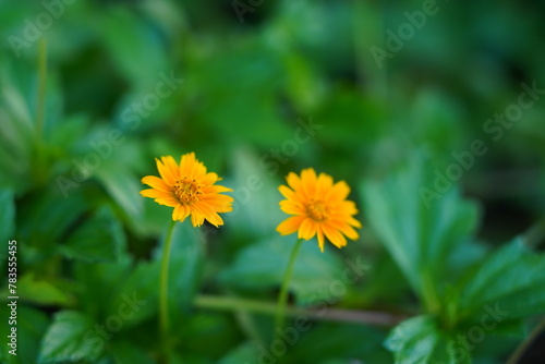 Two yellow flowers can brighten up any room or garden! Yellow often symbolizes happiness, friendship, and positivity.