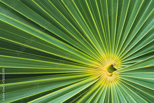 Palm leaf close up geometric photo