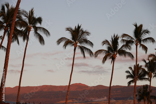 Line of palm trees at sunset in Kihei Maui Hawaii