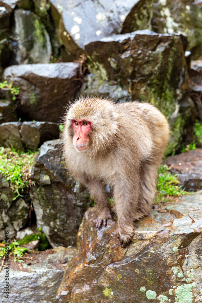 standing all fours looking straight out rock edge snow monkey standing all fours looking straight out rock edge snow monkey