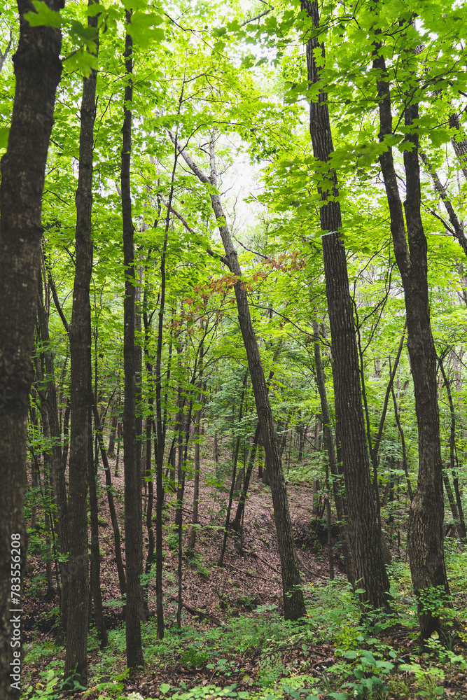 Taking A Walk In The Nerstrand Woods Taking A Walk In The Nerstrand Woods