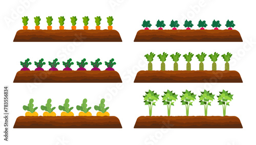 Harvesting and gardening. Reaping crop concept. Fresh organic vegetable garden. Set vegetables plant growing underground carrot, onion, garlic, radish, beet, potatoes.