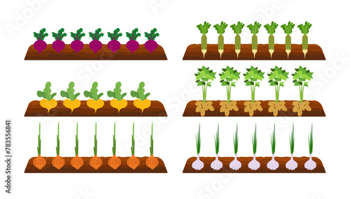 Vegetable plots with different root vegetables. Sowing Harvest, Harvesting. Various vegetables in ground. Potatoes, Carrots, cabbage, turnips, onions, beets, radishes, garlic