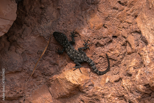 a lizard is sitting on a rock in the dirt