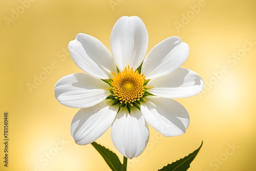 white flower © RORON