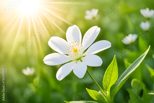white flower