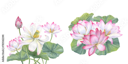 Whit pink lotus flowers. Set of compositions with Asian waterlilies. Watercolor illustration isolated on white background. Design for invitations, movie posters, fabrics, postcards
