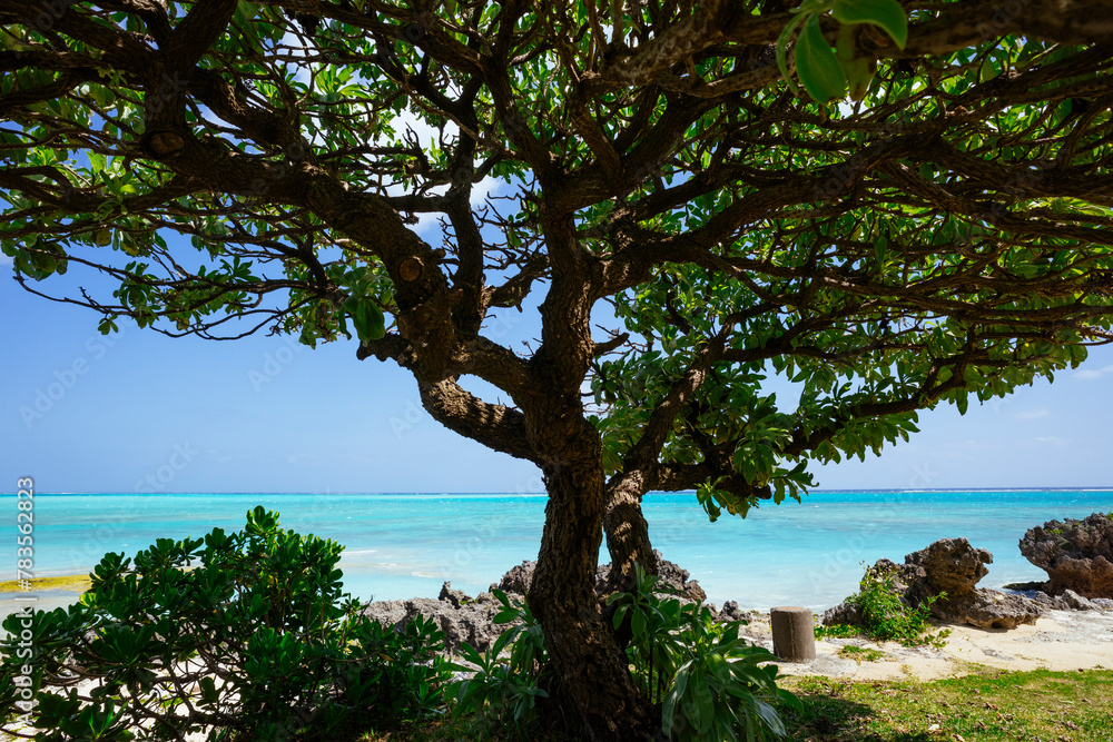Fototapeta premium 木陰から見える海