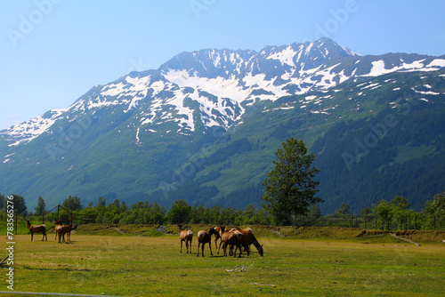 Wapitis at the Alaska Wildlife Conservation Center